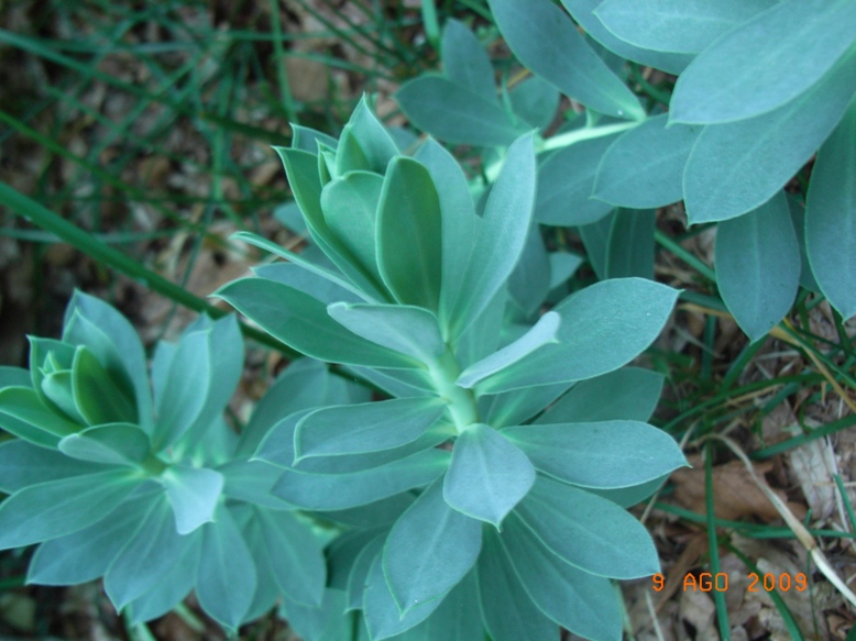 Euphorbia